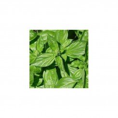 Геновезы семян базилика (Euroseed)