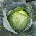 Голт насіння капусти білокачанної (Moravoseed)