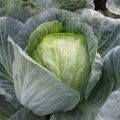 Голт насіння капусти білокачанної (Moravoseed)