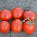 Грандо F1 насіння помідора детермінантного (Lark Seeds)