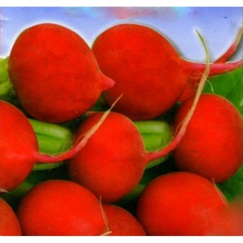 Игрок семян редиса (GL Seeds)
