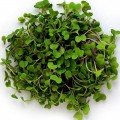 Імуно (5 урожаїв) набір насіння мікрозеленого (Agrocity)