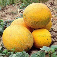 Нора F1 (INX 1234 F1) насіння дині тип Галію (Innova Seeds)