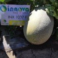 Емі F1 (INX 1037 F1) насіння дині (Innova Seeds)