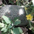 Емі F1 (INX 1037 F1) насіння дині (Innova Seeds)