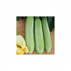 Біллі F1 насіння кабачка (Innova Seeds)