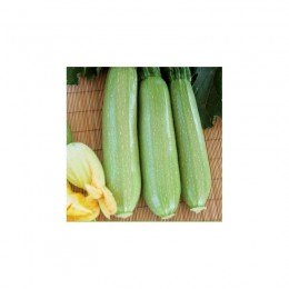 Біллі F1 насіння кабачка (Innova Seeds)