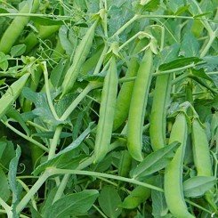 Йохан семена гороха (Semo)