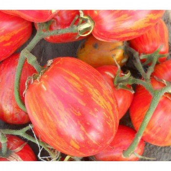 Кабаны семена помидора индетерминантного (GL Seeds)