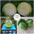 Канзас F1 насіння капусти білокачанної (Lark Seeds)