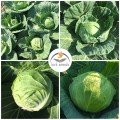 Канзас F1 насіння капусти білокачанної (Lark Seeds)