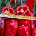 Супер Кап F1 (Капітанія F1) насіння перцю солодкого (LibraSeeds)