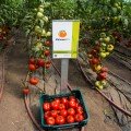 Капонет F1 насіння напівдетермінантного томату (Syngenta)