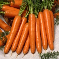 Карлано F1 семена моркови Нантес среднепоздней 115-120 дн. (Seminis)