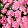 Айстра карликова рожева (Pink) насіння (Moravoseed)