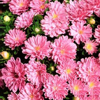 Айстра карликова рожева (Pink) насіння (Moravoseed)