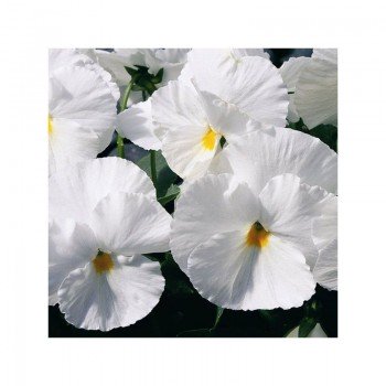 Карма F1 белая (white) семена виолы (Syngenta)