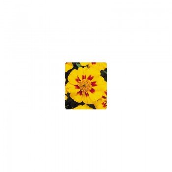 Карнавал Yellow Flame семян бархатцев французских (Kitano Seeds)