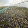 Касета для розсади Голландський стандарт 105 осередків (31х42х14) без піддону, 54х28см (Agreen)