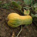 Каско F1 насіння гарбуза середнього 110 дн. 3-3,5 кг жовт.-помаран. (Soto Seeds)