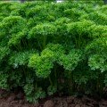 Кошеня насіння петрушки кучерявої (Enza Zaden)