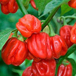 Хабанеро красный семена острого перца (Satimex СДБ)