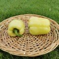 Хелікон F1 насіння перцю солодкого (ZKI)