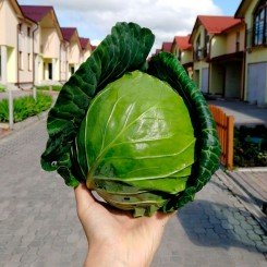 Хом Ран F1 семена капусты белокочанной (Joeun Seeds)