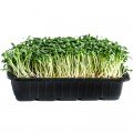 Конюшина червоний насіння мікрозелене (Agrocity)
