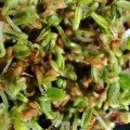 Конюшина червоний насіння мікрозелене (Agrocity)