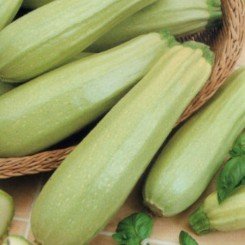 Колдун (колдун) семян кабачку раннего 40-45 дн. св.-зел. кустов.15-20 см (Империя Семена)