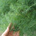 Компакт семян укропа (Semo)