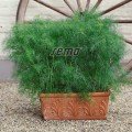Компакт семян укропа (Semo)