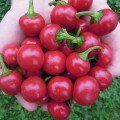 Корал насіння гіркого перцю тип Черрі (Semo)