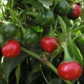 Корал насіння гіркого перцю тип Черрі (Semo)