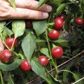 Корал насіння гіркого перцю тип Черрі (Semo)