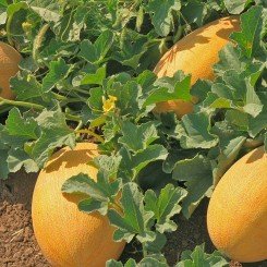 Корса F1 семена дыни (Agri Saaten)
