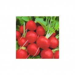 Корунд семян редиса (Satimex)