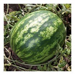 Балу F1 (КС 165 F1) насіння кавуна середнього (Kitano Seeds)