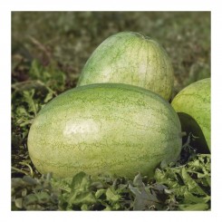 Банир F1 (КС 1819 F1) семена арбуза среднего (Kitano Seeds)