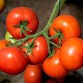 Манами F1 (КС 21 F1) семена помидора индетерминантного (Kitano Seeds)