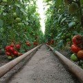 Манамі F1 (КС 21 F1) насіння помідора індетермінантного (Kitano Seeds)