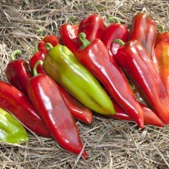 КС 2458 F1 семена перца сладкого (Kitano Seeds)
