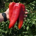 КС 2458 F1 насіння перцю солодкого (Kitano Seeds)