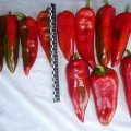 КС 2458 F1 насіння перцю солодкого (Kitano Seeds)