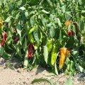 КС 2458 F1 насіння перцю солодкого (Kitano Seeds)