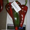 КС 2458 F1 насіння перцю солодкого (Kitano Seeds)