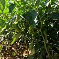 КС 2458 F1 насіння перцю солодкого (Kitano Seeds)