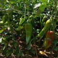 КС 2458 F1 насіння перцю солодкого (Kitano Seeds)