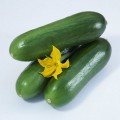 КС 575 F1 семена огурца партенокарпического (Kitano Seeds)